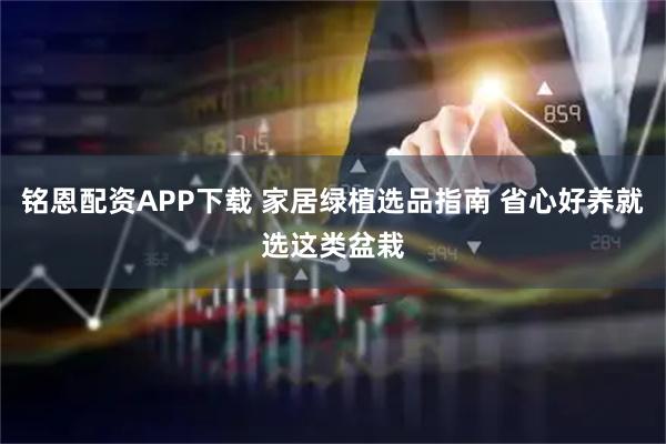 铭恩配资APP下载 家居绿植选品指南 省心好养就选这类盆栽